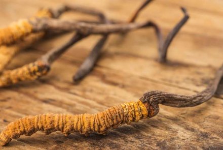 Cordyceps